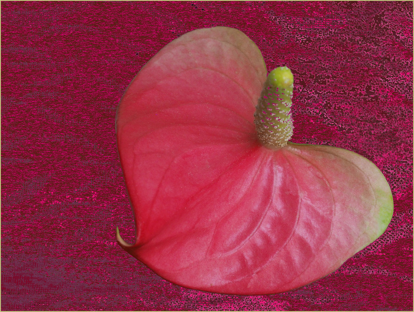 Anthurium de Scherzer à ma façon