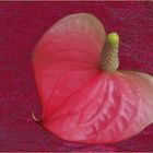 Anthurium de Scherzer à ma façon