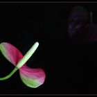 Anthurium de Scherzer au reflet noir, aussi appelé "langue de feu"