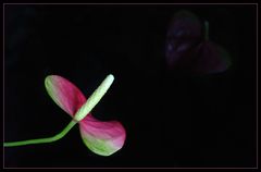 Anthurium de Scherzer au reflet noir, aussi appelé "langue de feu"