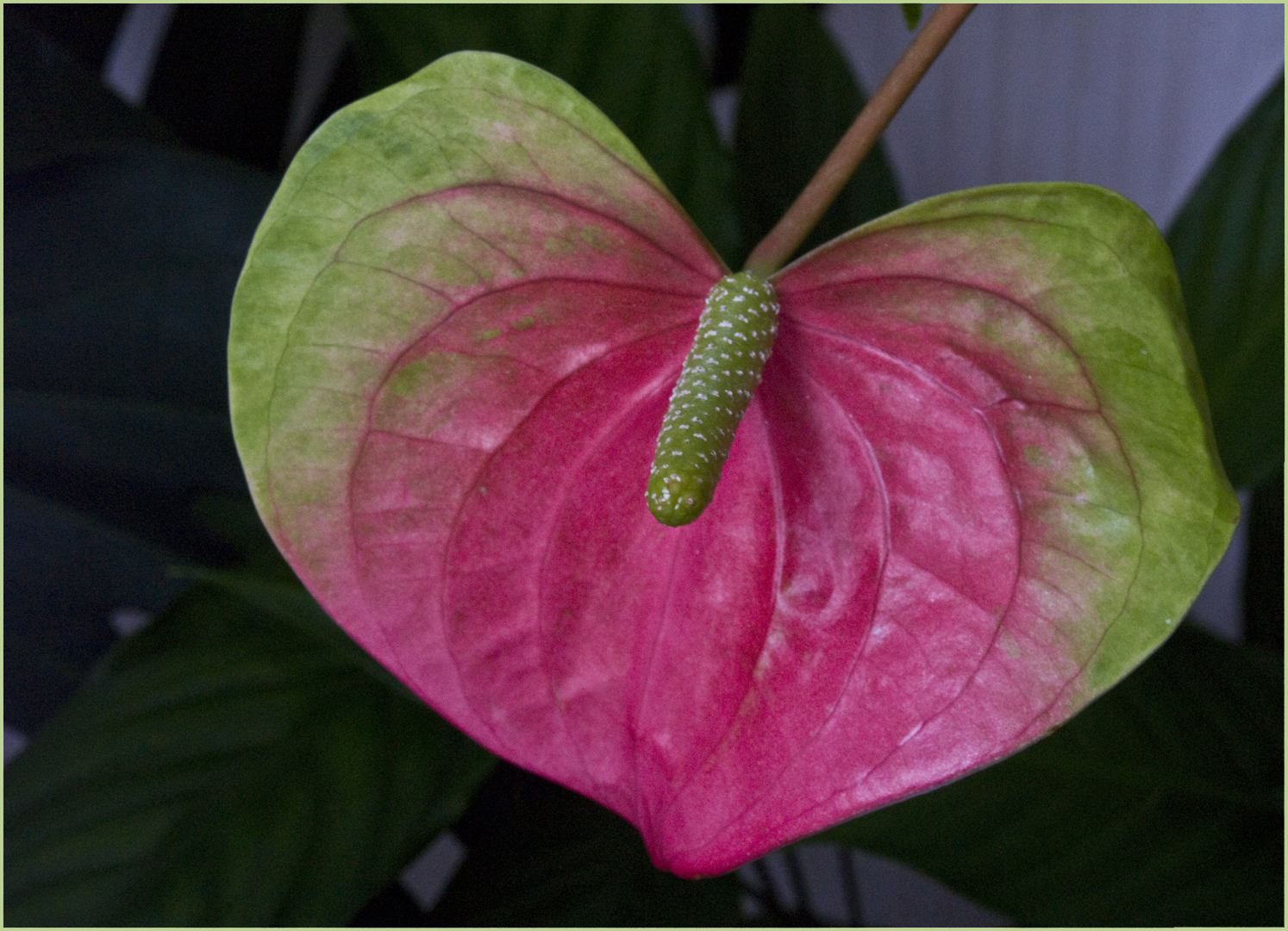 Anthurium de Scherzer