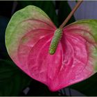 Anthurium de Scherzer