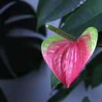 Anthurium de Scherzer  --  Flamingoblume