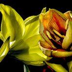 Anthurium debutantes...