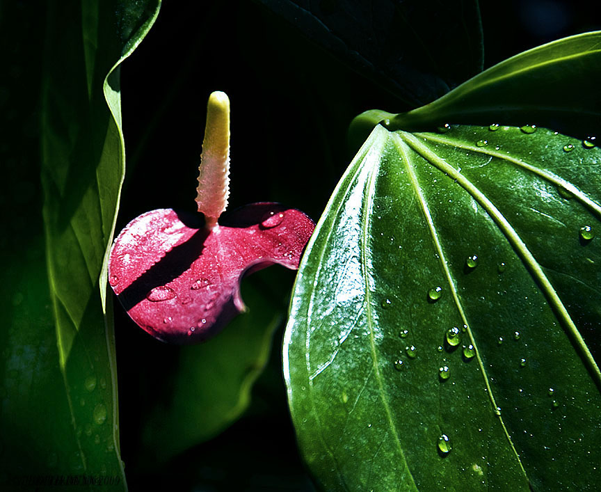 'Anthurium Diva'