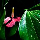 'Anthurium Diva'