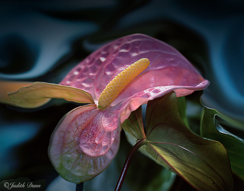 ... Anthurium dream ...