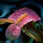 ... Anthurium dream ...