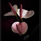 Anthurium