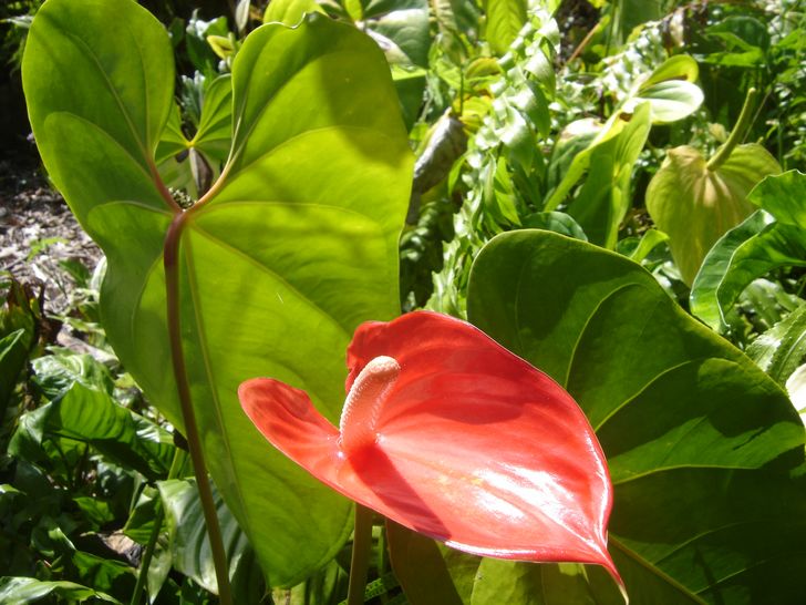 anthurium exotic