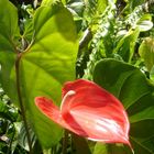 anthurium exotic