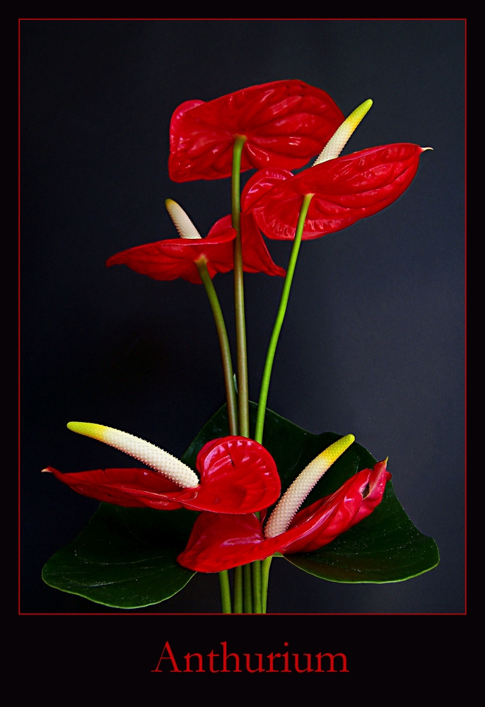 Anthurium