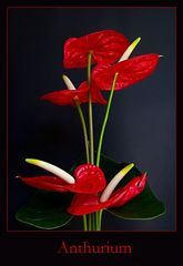 Anthurium