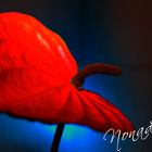 Anthurium - Flamingo Flower