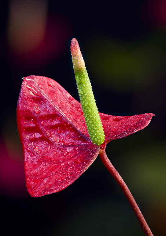 Anthurium - Flamingo-flower