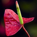 Anthurium - Flamingo-flower