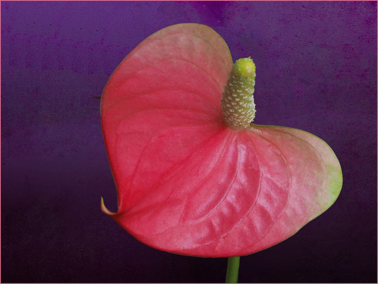 Anthurium  --  Flamingoblume