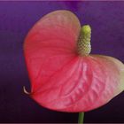 Anthurium  --  Flamingoblume