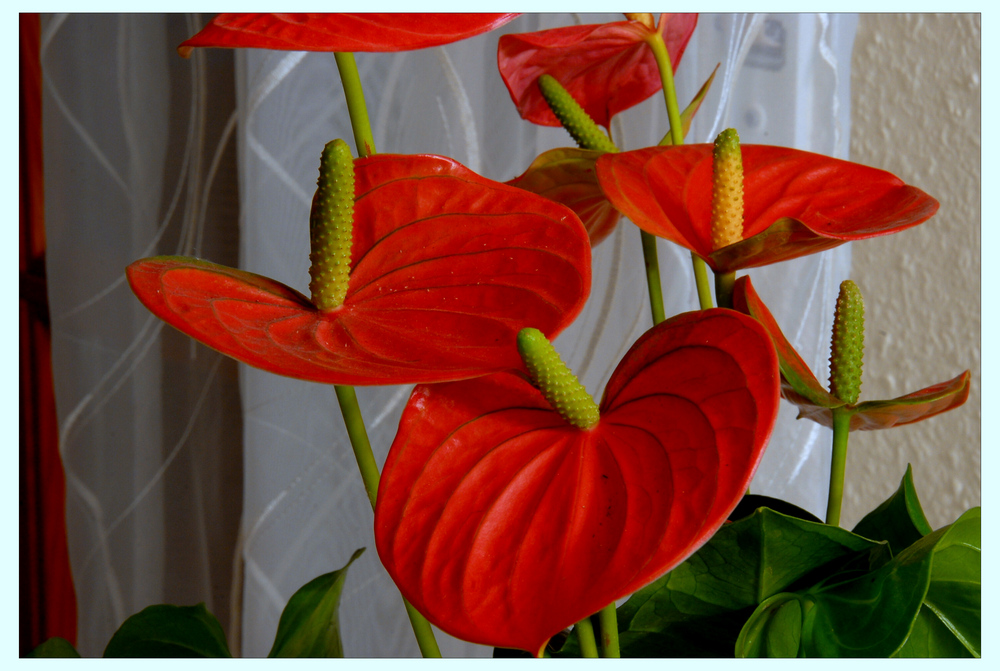 Anthurium (Flamingoblume)