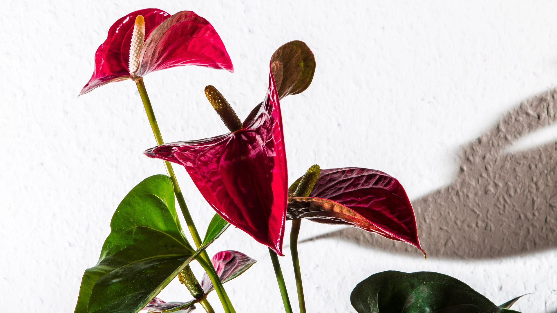 Anthurium / Flamingoblume