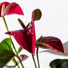 Anthurium / Flamingoblume