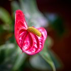 Anthurium (Flamingoblumen)