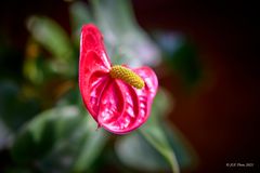 Anthurium (Flamingoblumen)