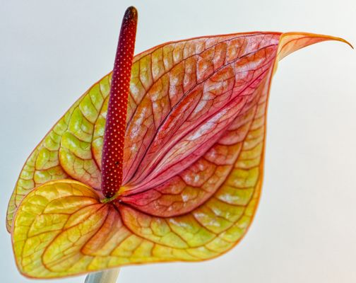 anthurium I