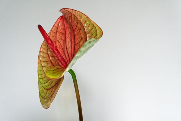 anthurium II