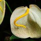 Anthurium Kultivar