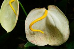 Anthurium Kultivar