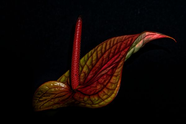 anthurium low key II