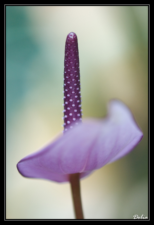 Anthurium mauve