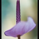 Anthurium mauve