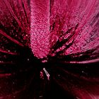 ***Anthurium neon ***