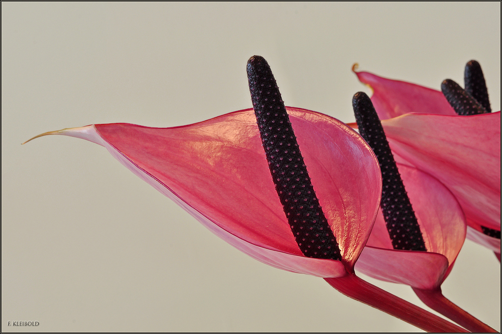 Anthurium Nexia