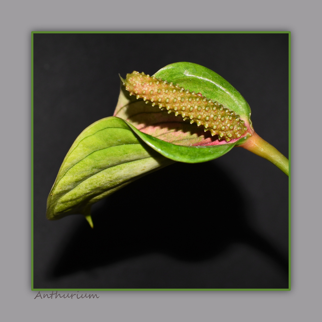 Anthurium oder Kleine Flamingoblume