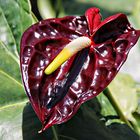 anthurium ou langue de feu