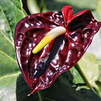 anthurium ou langue de feu