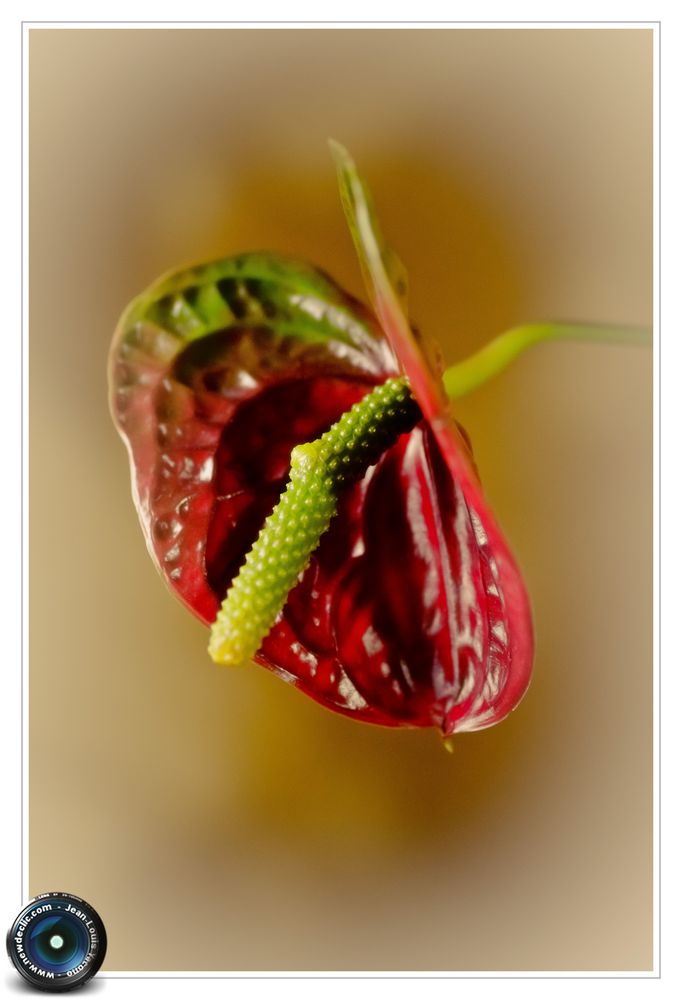 Anthurium (red queen)