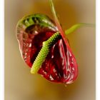 Anthurium (red queen)