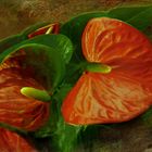 Anthurium    rojo