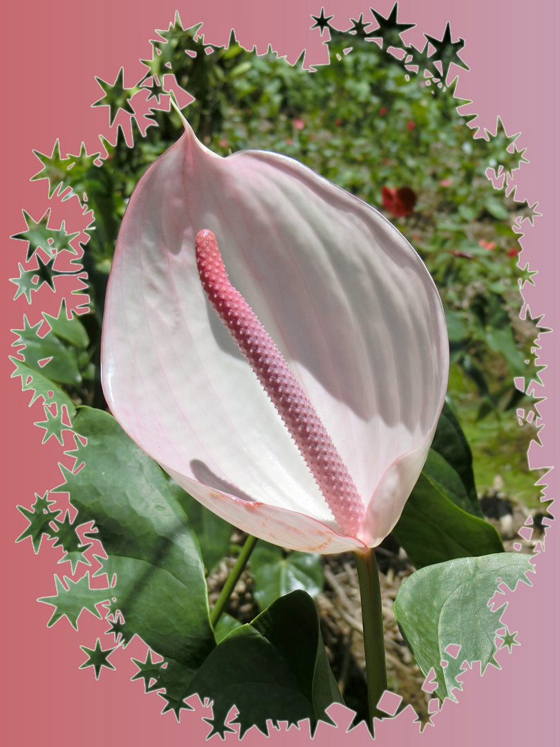 anthurium rose