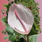 anthurium rose