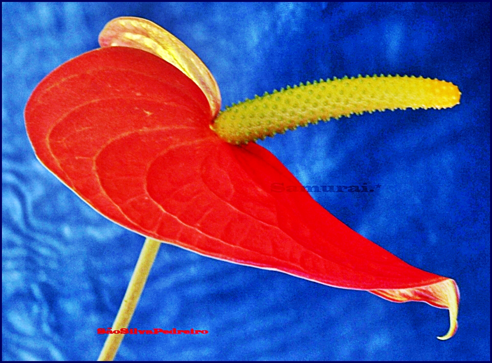 ANTHURIUM - ROUGE