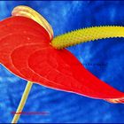 ANTHURIUM - ROUGE