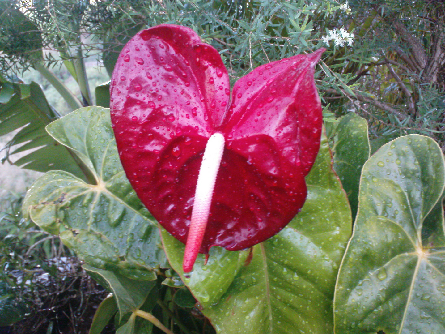 anthurium rouge