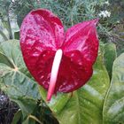 anthurium rouge