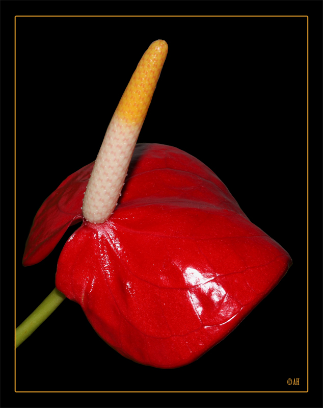 Anthurium-Scherzerianum-Hybride