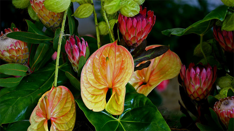 Anthurium spec., Araceae, Protea spec., Proteaceae, OOE Landesgartenschau, Vöcklabruck, OOE / A